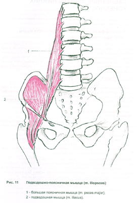 Подвздошно-поясничная..jpg
