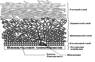 kozha_stroenie_1.jpg