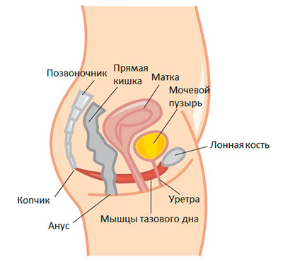 мышцы тазового дна 1.jpg