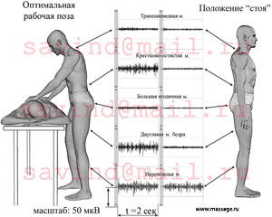 Амплитуда биоэлектрической активности некоторых скелетных мышц при работе в оптимальной позе и в удобном положении «стоя».