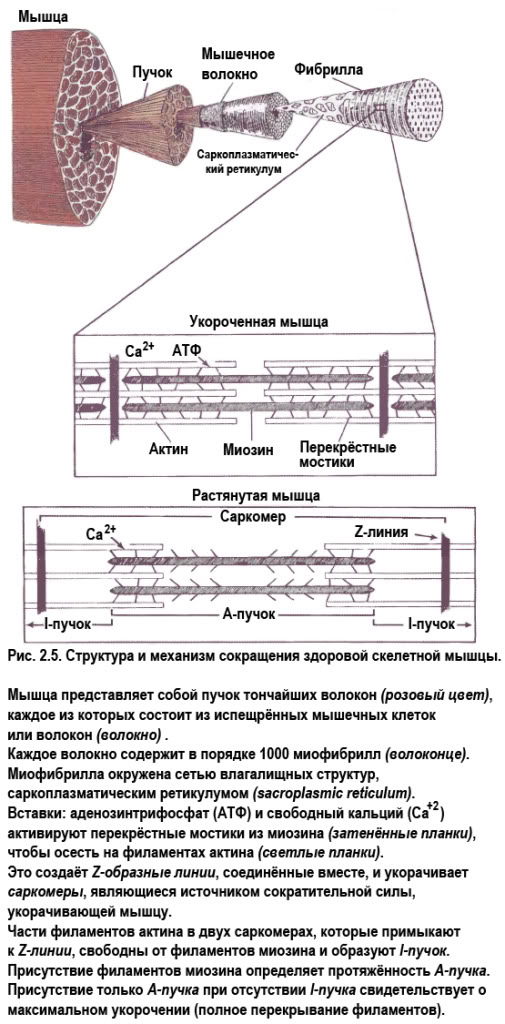 Тревел Миофасциальные Боли