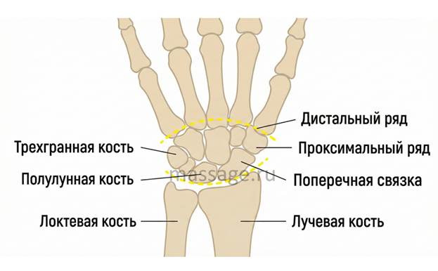 Изображение выглядит как текст, скелет
Содержимое, созданное искусственным интеллектом, может быть неверным.