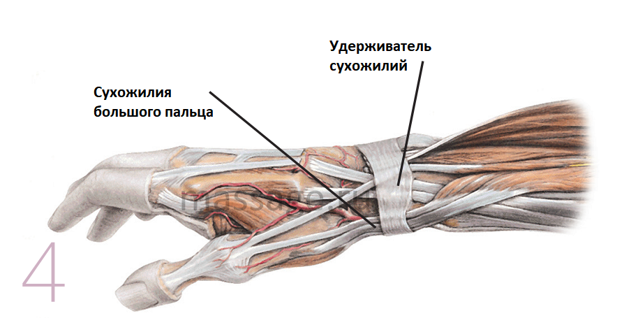 Описание сухожилий