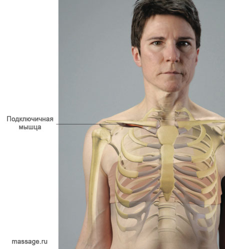 подключичная мышца